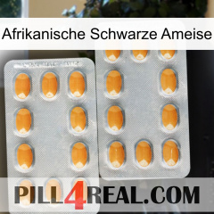 African Black Ant cialis4
